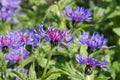 Perennial cornflower or Centaurea montana flower Royalty Free Stock Photo