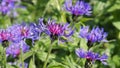 Perennial cornflower or Centaurea montana flower