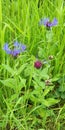 Perennial Cornflower - Centurea Montana, Forncett End, Norfolk, England