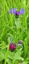 Perennial Cornflower - Centurea Montana, Forncett End, Norfolk, England