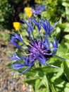 Perennial cornflower