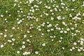 Perennial daisies on a green meadow. Species of the genus Daisy of the Asteraceae family is a perennial herbaceous plant.