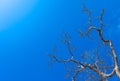 Perennial dead tree remains of dry branches and blue sky.