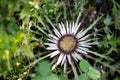 Carlina acaulis inflorescence in full flowering, the stemless carline thistle, dwarf carline thistle, or silver thistle