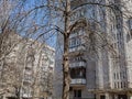 Perennial Elm Grows in The Courtyard with Multi-Storey Buildings. On The Trunk of the Tree Are Visible Influxes, Swirls and Nests