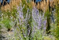 Perennial, flower bed, mulched, dark, stone, black, grass, ornamental, predominance, grases, clamangrostis, acutiflora, karl, foer