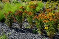 Perennial beds mulched with dark stone gravel with a predominance of ornamental grasses