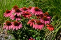 Perennial beds mulched with dark stone gravel with a predominance of ornamental grasses