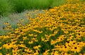 Perennial flower bed with a predominance of purple in the garden and parks with bulbs