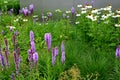 Perennial flower bed with a predominance of purple in the garden and parks with bulbs