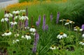 Perennial flower bed with a predominance of purple in the garden and parks with bulbs