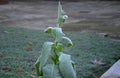 Perennial flower beds still flowering in early December frozen in hoarfrost of ice from the fog. he also muttered home tobacco, wh Royalty Free Stock Photo