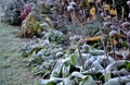 Perennial flower beds still flowering in early December frozen in hoarfrost of ice from the fog. grazing for bees in front of hive