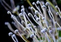 perennial flower beds still flowering in early December frozen in hoarfrost of ice from the fog. grazing for bees in front of hive