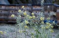 Perennial flower beds still flowering in early December frozen in hoarfrost of ice from the fog. grazing for bees in front of hive