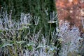 Perennial flower beds still flowering in early December frozen in hoarfrost of ice from the fog. grazing for bees in front of hive