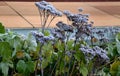 Perennial flower beds still flowering in early December frozen in hoarfrost of ice from the fog. grazing for bees in front of hive