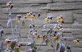 Perennial flower beds still flowering in early December frozen in hoarfrost of ice from the fog. grazing for bees in front of hive