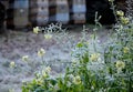 Perennial flower beds still flowering in early December frozen in hoarfrost of ice from the fog. grazing for bees in front of hive