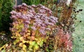 Perennial flower beds still flowering in early october. sedum plant still blooming purple in the background, dry perennial flower