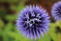 A blooming purple Perennial Flower