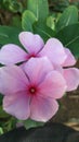 Perennial Flower India Photo Royalty Free Stock Photo