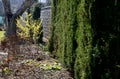 Perennial flowerbed still May in February frozen, icicles, snowy dry stalk, snow in the whole garden behind the concrete wall. the