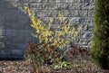 Perennial flowerbed still May in February frozen, icicles, snowy dry stalk, snow in the whole garden behind the concrete wall. the