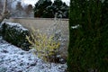 perennial flowerbed still May in February frozen, icicles, snowy dry stalk,