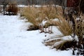 Perennial flowerbeds with grasses and hornbeam hedge in winter with snow. constrast of ornamental yellow dry grasses and brown inf