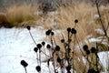 Perennial flowerbeds with grasses and hornbeam hedge in winter with snow. constrast of ornamental yellow dry grasses and brown inf