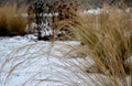 Perennial flowerbeds with grasses and hornbeam hedge in winter with snow. constrast of ornamental yellow dry grasses and brown inf