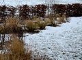 Perennial flowerbeds with grasses and hornbeam hedge in winter with snow. constrast of ornamental yellow dry grasses and brown inf