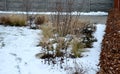 Perennial flowerbeds with grasses and hornbeam hedge in winter with snow. constrast of ornamental yellow dry grasses and brown inf