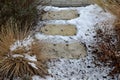 Perennial flowerbeds with grasses and hornbeam hedge in winter with snow. constrast of ornamental yellow dry grasses and brown inf