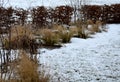 Perennial flowerbeds with grasses and hornbeam hedge in winter with snow. constrast of ornamental yellow dry grasses and brown inf