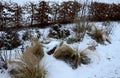 Perennial flowerbeds with grasses and hornbeam hedge in winter with snow. constrast of ornamental yellow dry grasses and brown inf