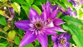 Perennial flowers. Clematis lilac during flowering. Flower buds close-up Royalty Free Stock Photo