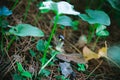 Perennial Flowers: The Friar`s Cowl or Larus Arisarum Vulgare