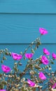 Vivid magenta Rock Purslane flower contrasts with a deep blue wooden wall, Martins Beach, CA.
