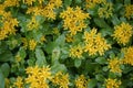 Sedum ellacombianum in the garden in June. Berlin, Germany