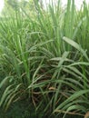 SUGARCANE ,SACCARAM OFFICINARUM