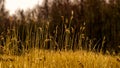 Perennial grass plumes in nice warm yellow colors