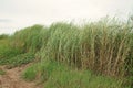 Perennial grass weed, low land and riverside