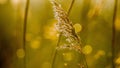 Perennial grass in yellow morning light