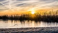 Perennial reet in yellow morning light Royalty Free Stock Photo