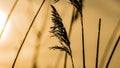 Perennial grass in yellow morning light Royalty Free Stock Photo