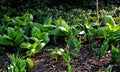 These are perennial ground herbs with rhizomes and a robust leafy stem. They are monoecious plants with bisexual and sometimes mal Royalty Free Stock Photo