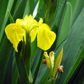 Growing wild iris pseudacorus beauty