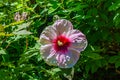 Perennial hardy hibiscus flower Omaha Nebraska